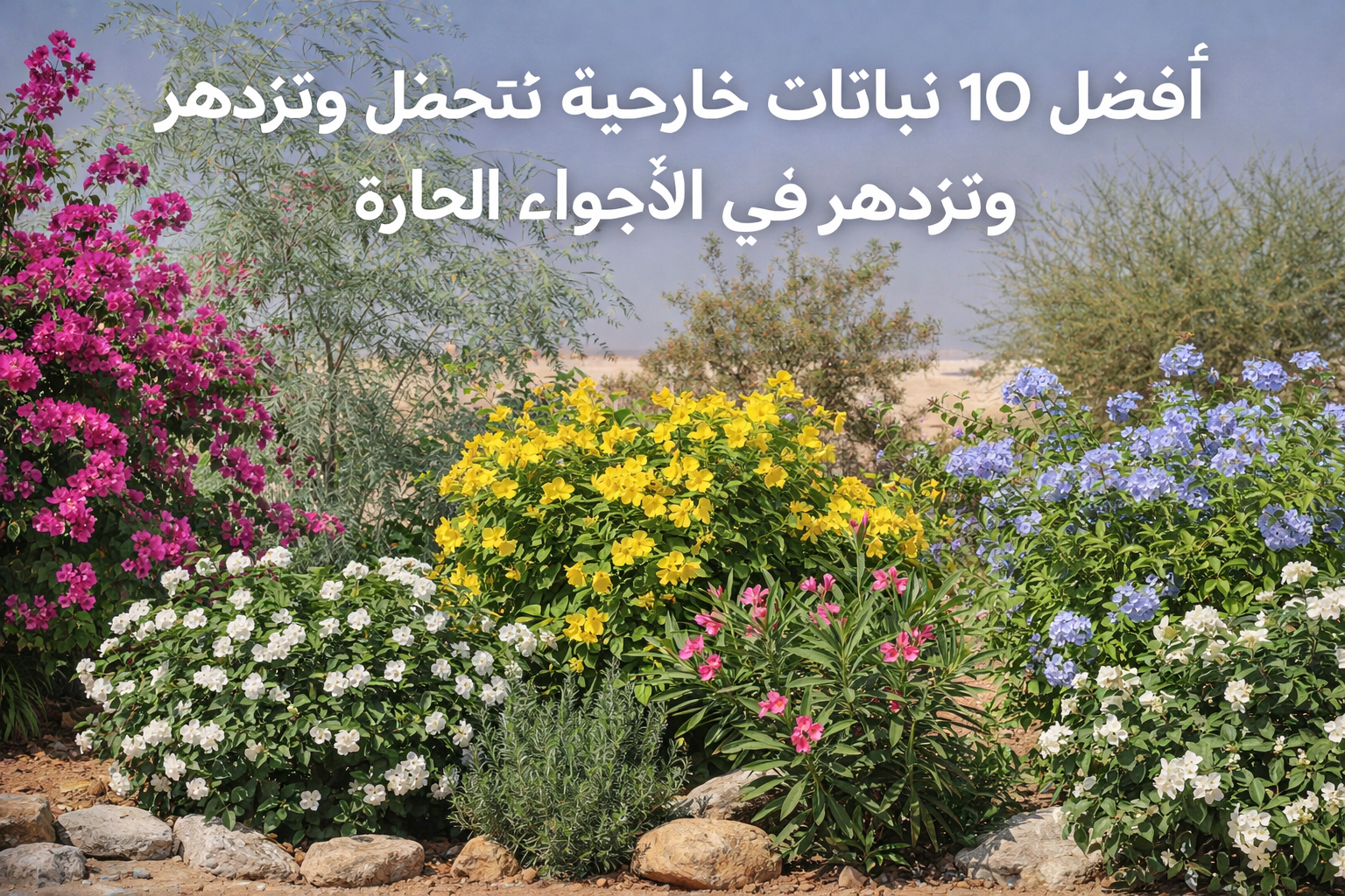 مجموعة من النباتات الخارجية المزهرة المناسبة للجو الحار