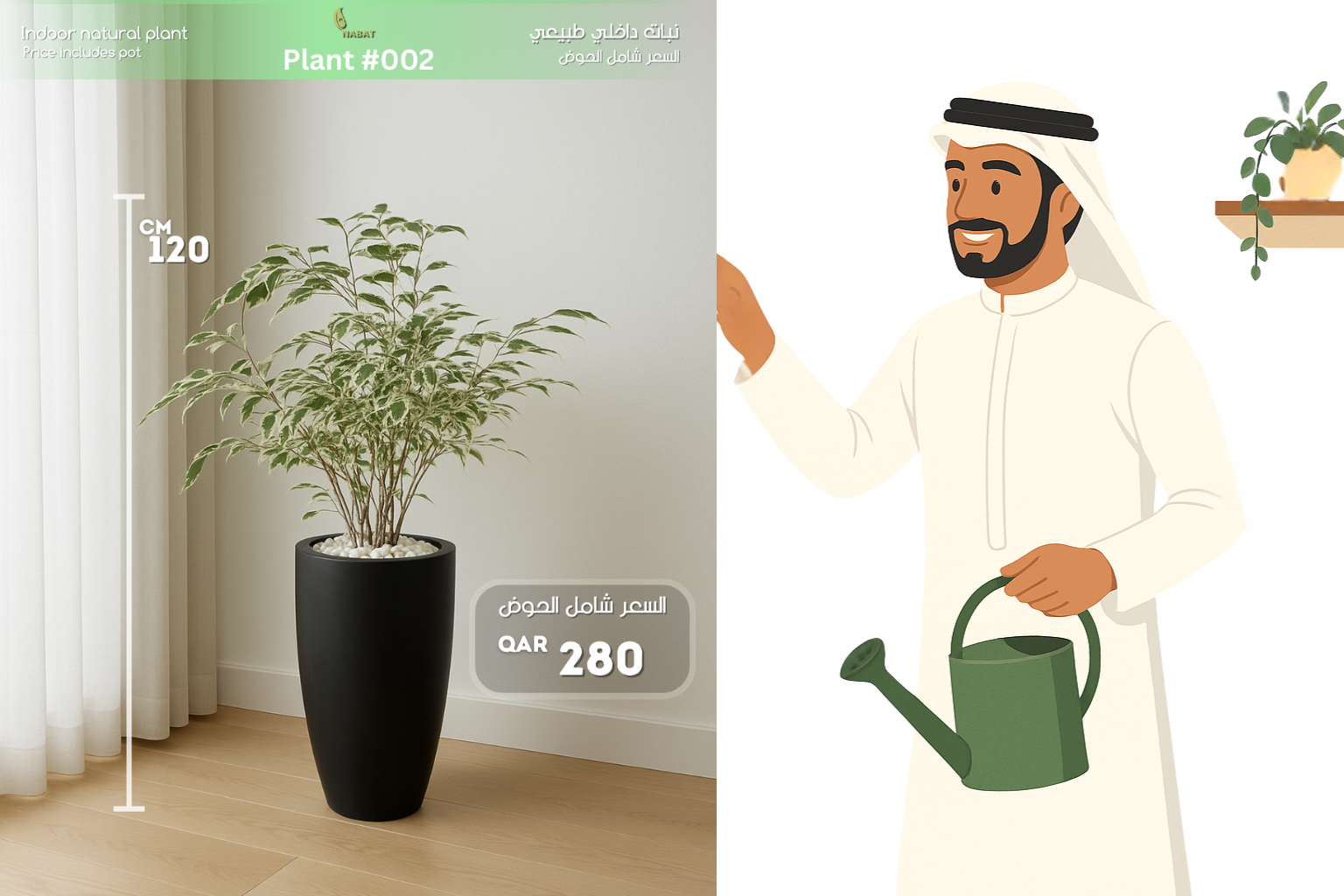 نبتة فيكس بنجامينا مبرقشة – لمسة من الفخامة والطبيعة داخل منزلك