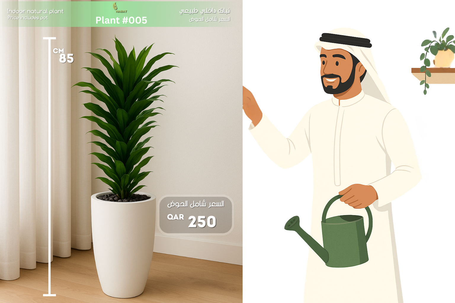 نبتة دراسينا فراجرانس – لمسة خضراء أنيقة تدوم طويلاً