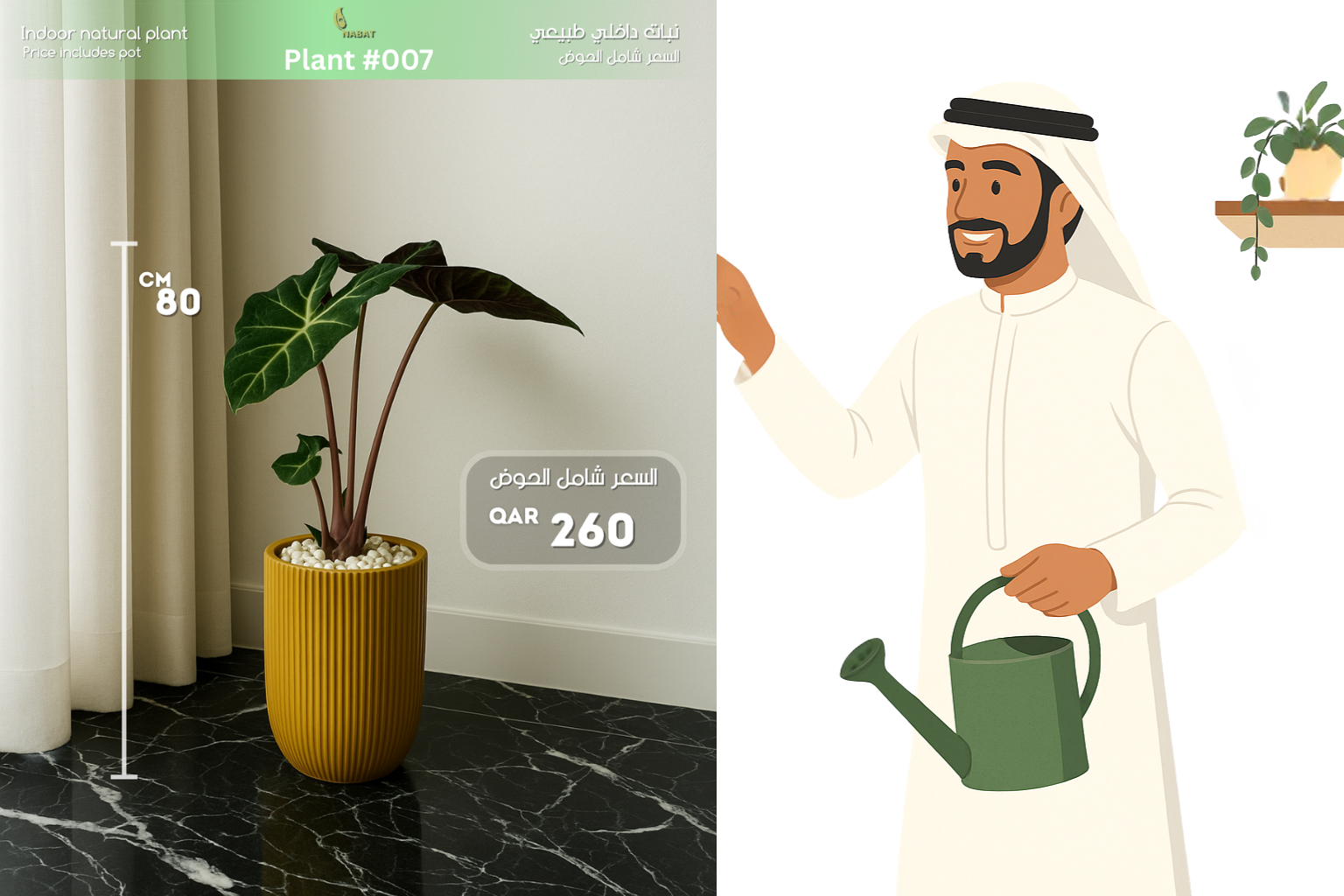 نبتة ألوكاسيا أمازونيكا – قطعة فنية من عالم النباتات