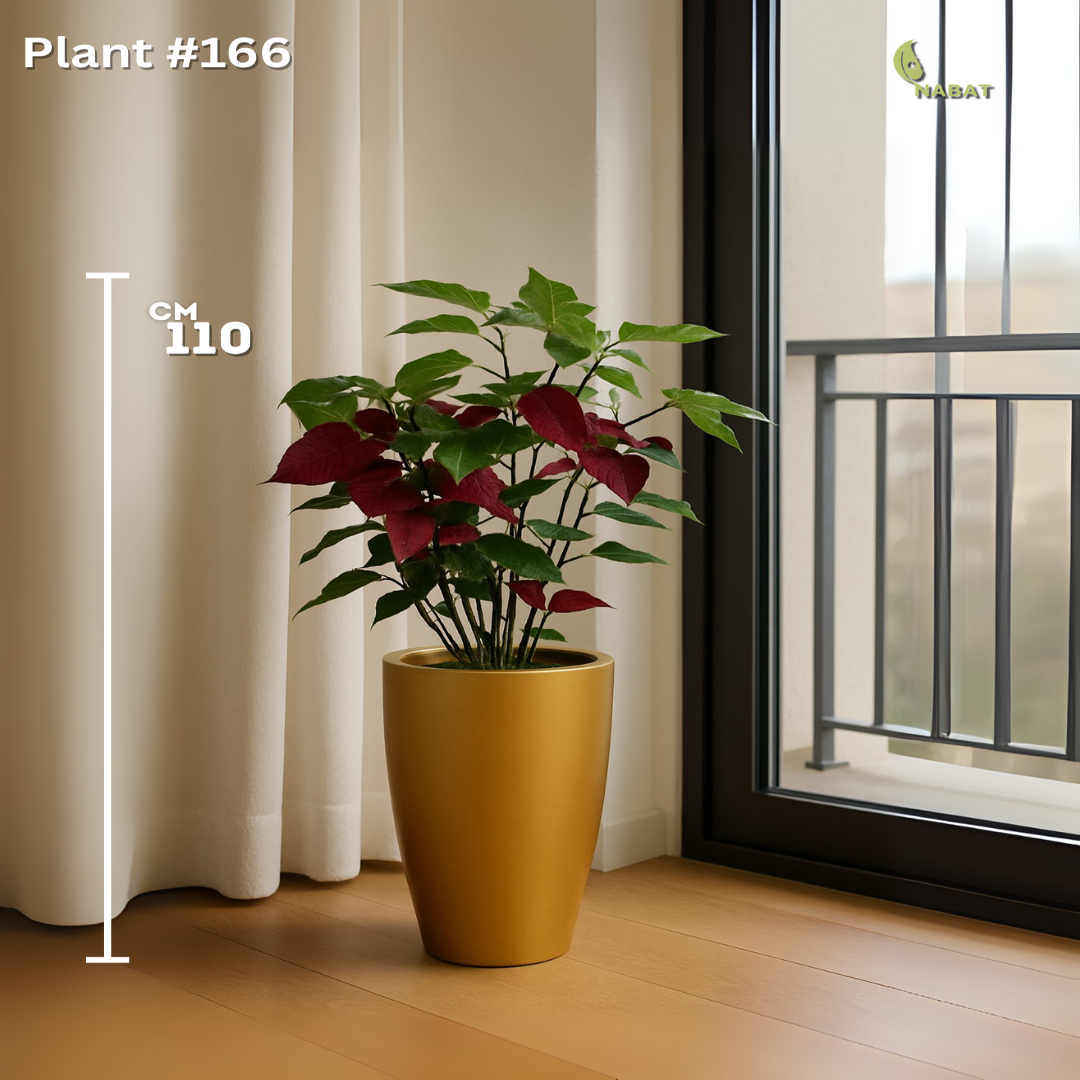 البونسيانا (أحمر داكن)