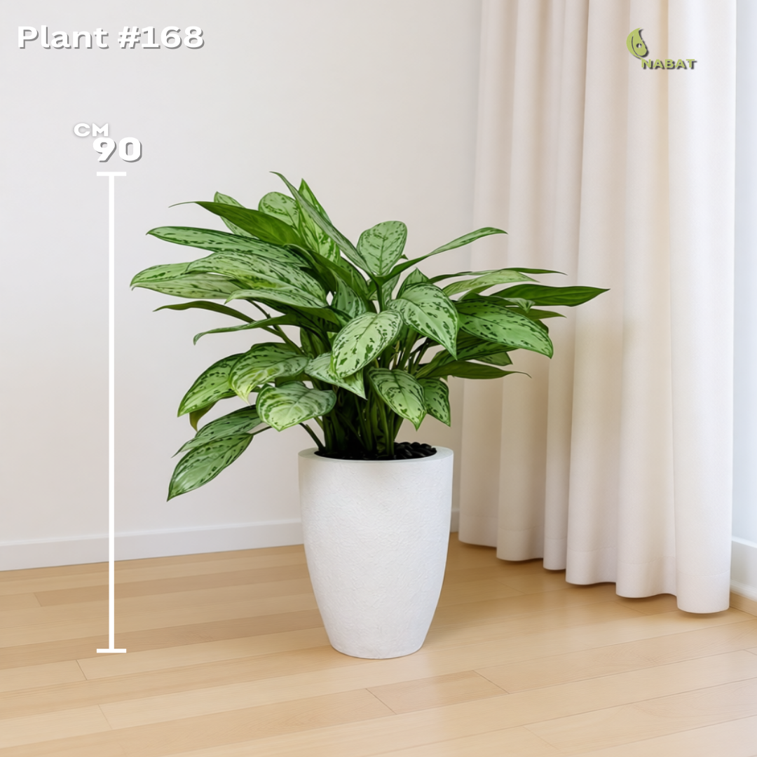 الأغلاونما