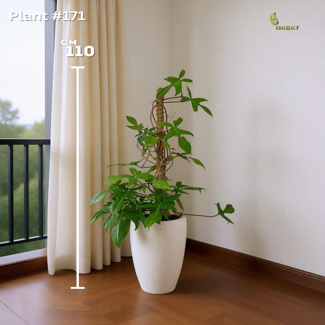 الفيلوديندرون