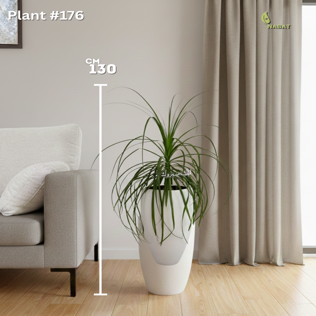 دراسينا ذيل التنين