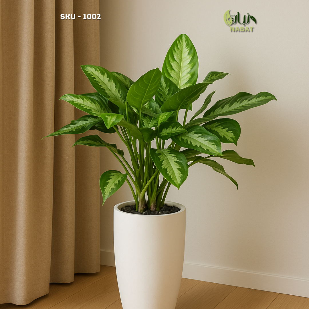 أجلونيما ووتر ميلون