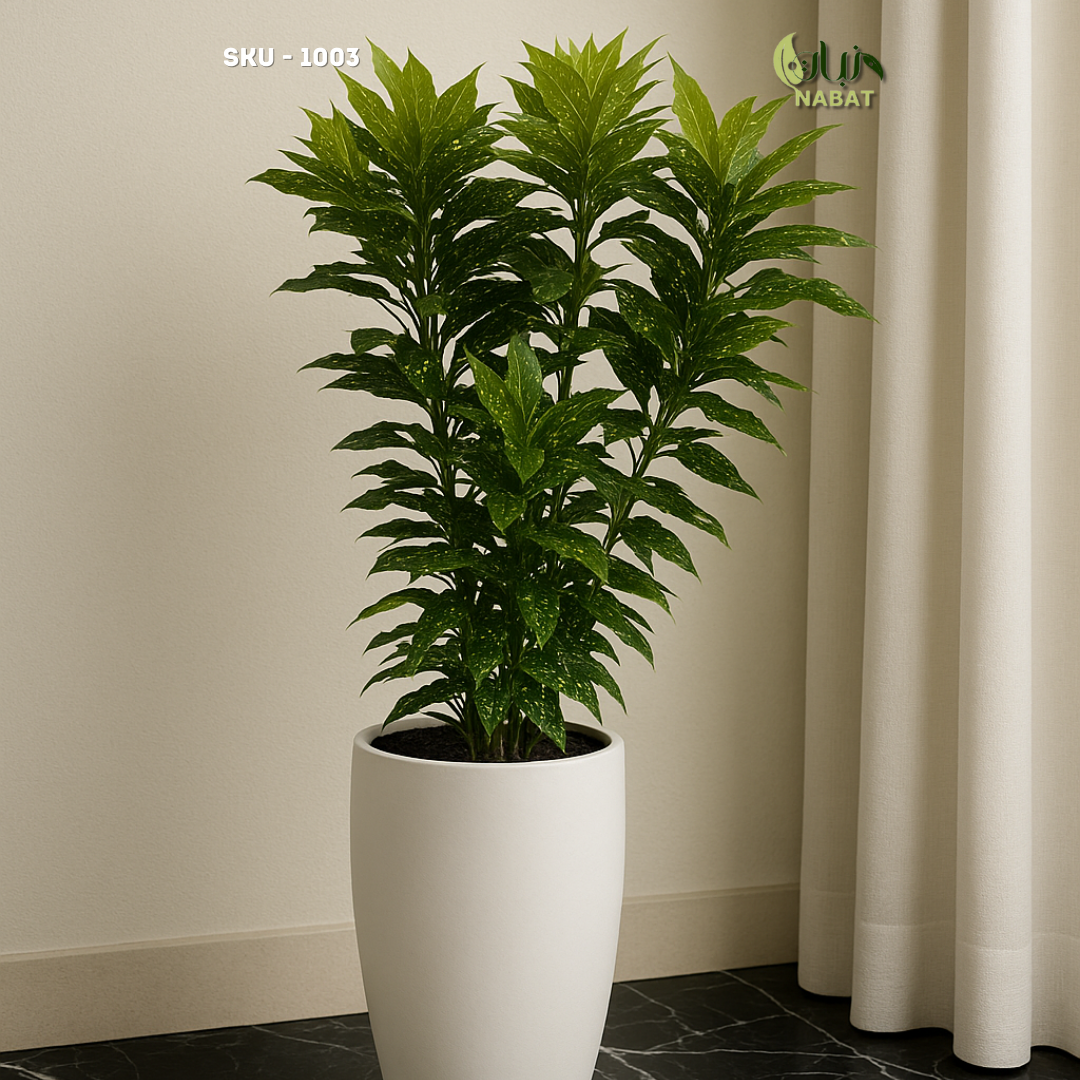 كروتون أكوبا