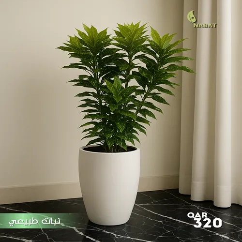 دراسينا جولديانا