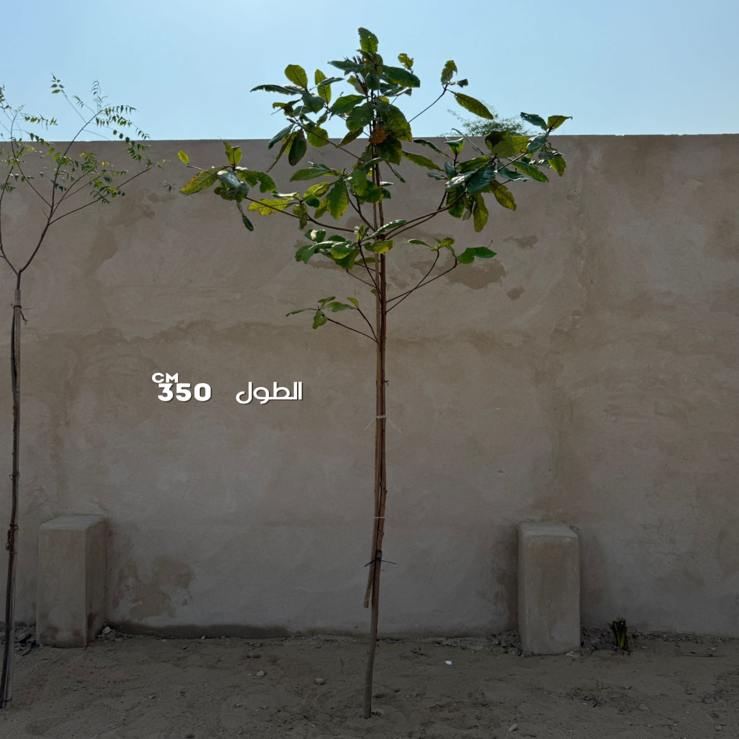 لوز