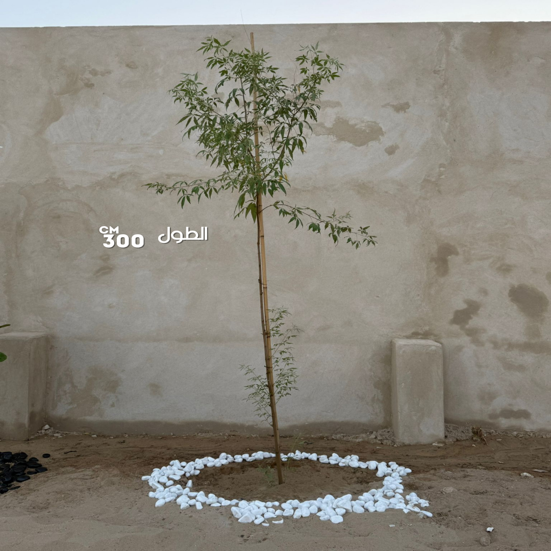 نيم طاردة الحشرات