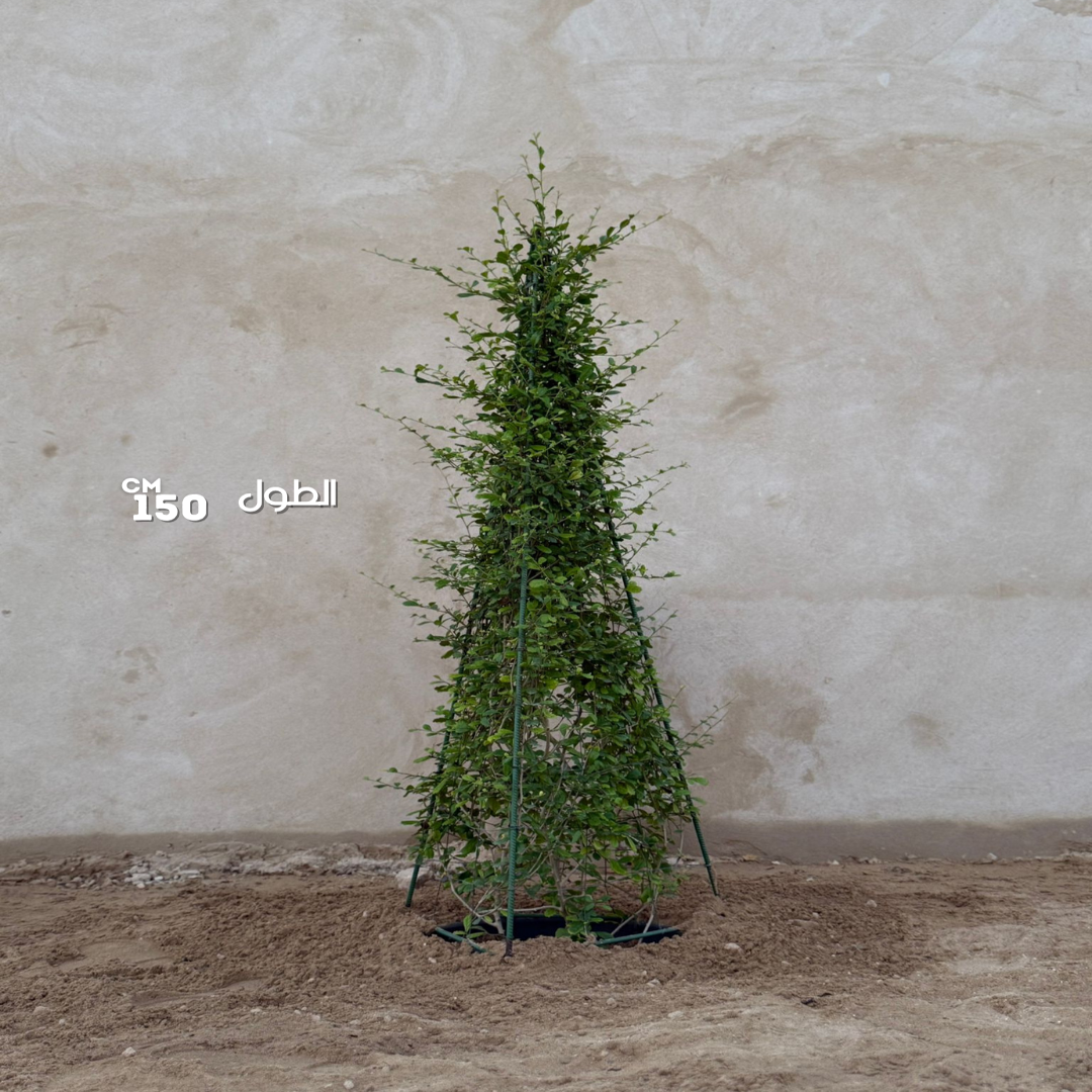 كرمونة