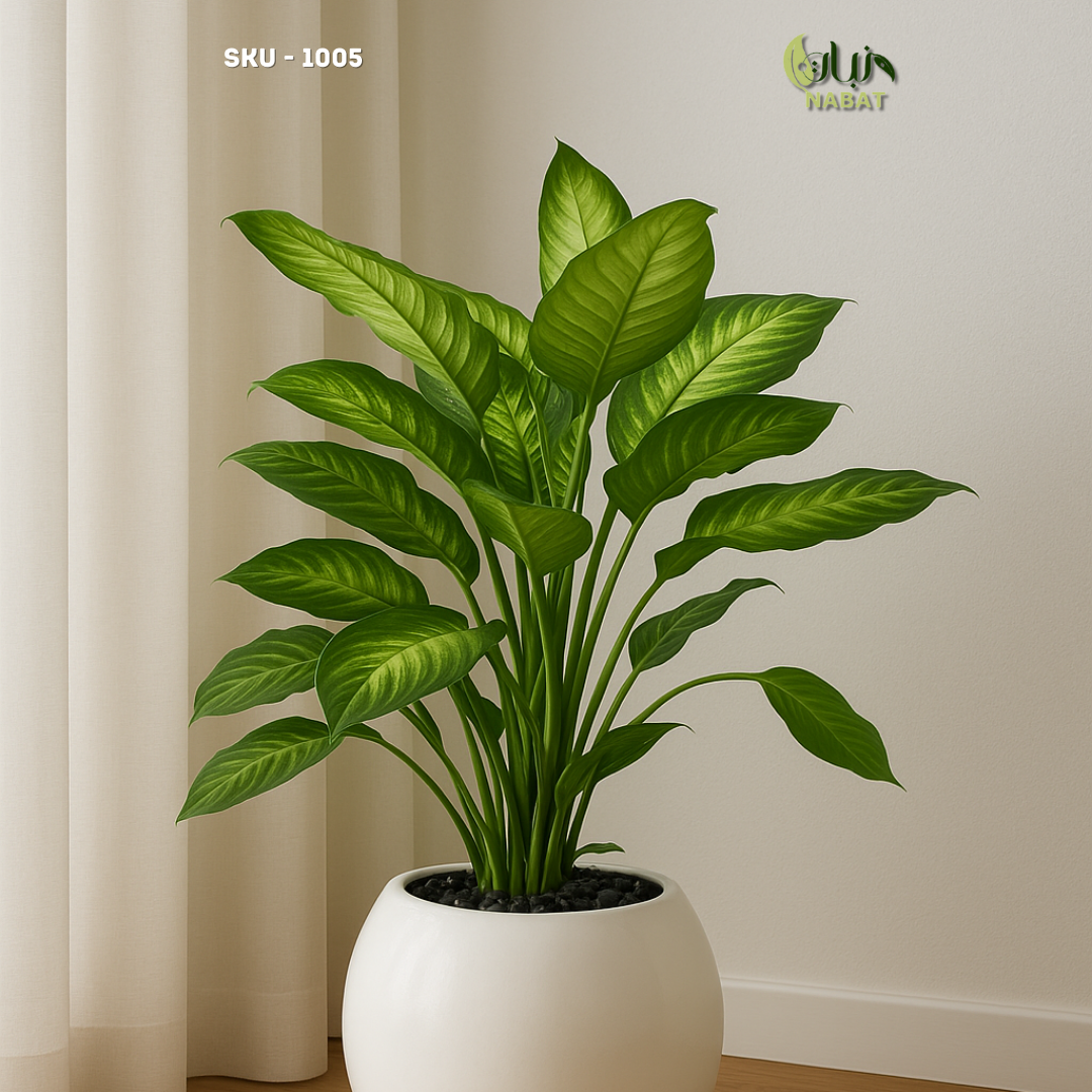 ديفنباخيا كاميلا