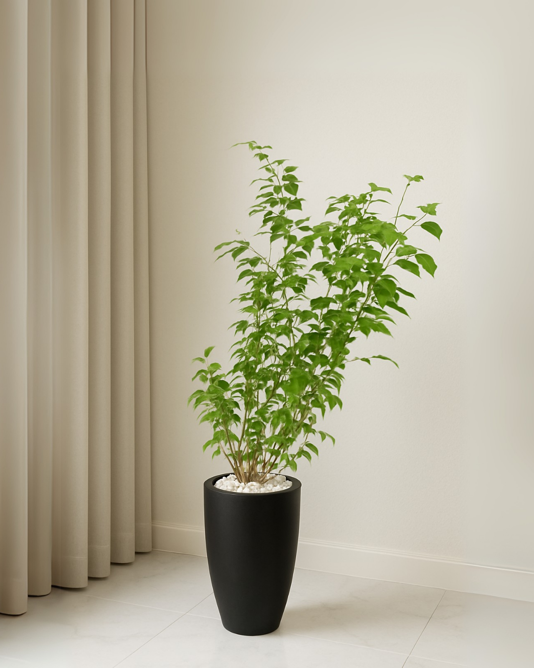 Ficus Alii