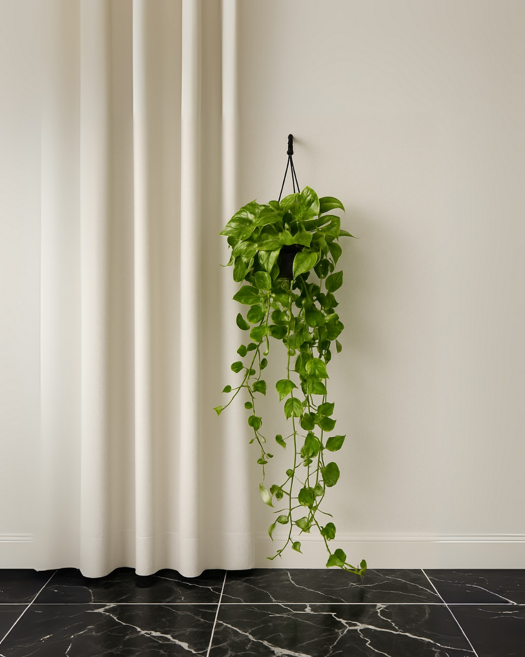 Pothos