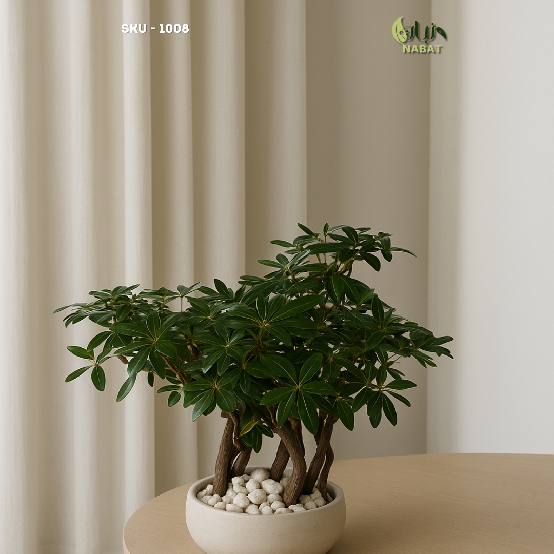 ببروميا بونساي